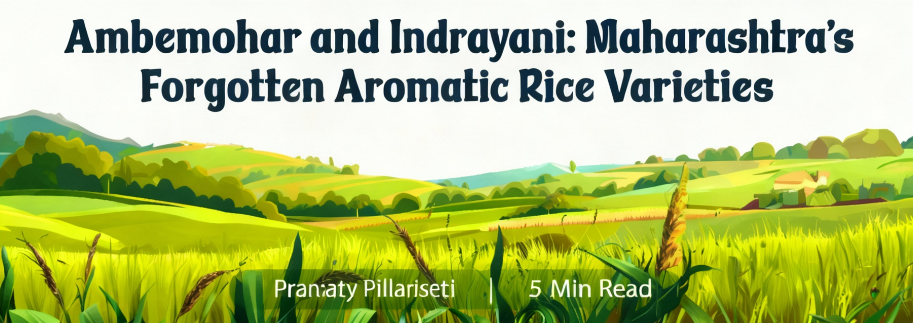 Ambemohar and Indrayani: Maharashtra’s Forgotten Aromatic Rice Varieties